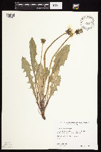 Taraxacum officinale image