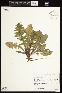 Taraxacum officinale image