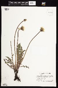 Taraxacum officinale image