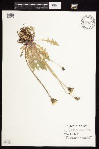 Taraxacum officinale image