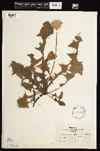 Taraxacum officinale image