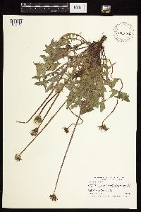 Taraxacum officinale image