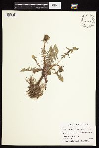 Taraxacum officinale image