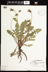 Taraxacum officinale image