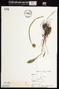 Taraxacum officinale image