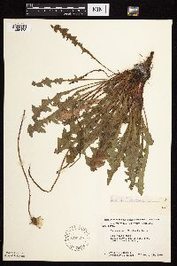 Taraxacum officinale image