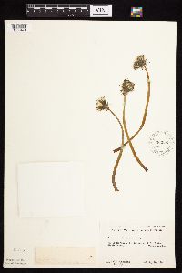 Taraxacum officinale image