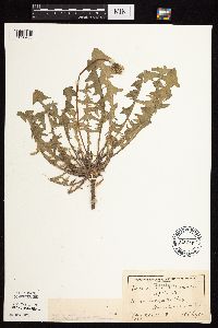 Taraxacum officinale image