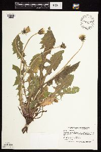 Taraxacum officinale image