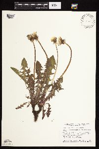 Taraxacum officinale image