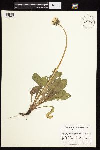 Taraxacum officinale image