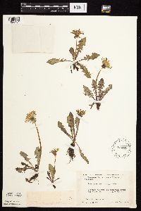 Taraxacum officinale image
