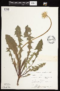 Taraxacum officinale image