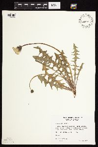 Taraxacum officinale image