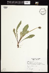 Taraxacum officinale image
