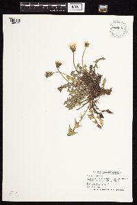 Taraxacum officinale image