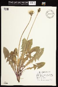 Taraxacum officinale image