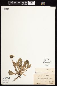 Taraxacum officinale image