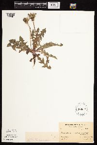 Taraxacum officinale image