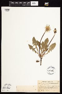 Taraxacum officinale image