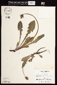 Taraxacum officinale image