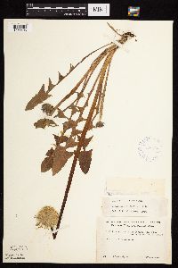 Taraxacum officinale image