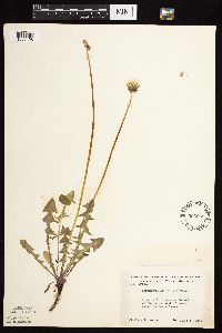 Taraxacum officinale image