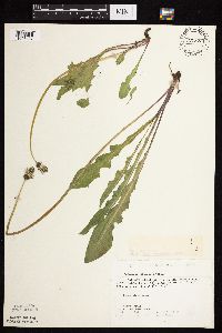 Taraxacum officinale image