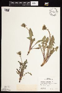 Taraxacum officinale image