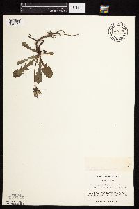 Taraxacum officinale image