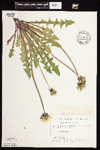 Taraxacum officinale image