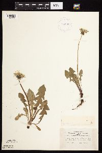 Taraxacum officinale image