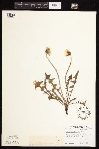 Taraxacum officinale image