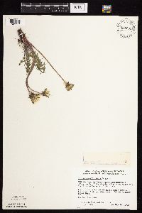Taraxacum officinale image