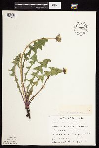 Taraxacum officinale image