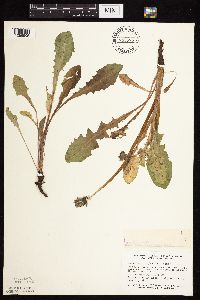 Taraxacum officinale image