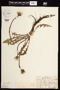 Taraxacum officinale image