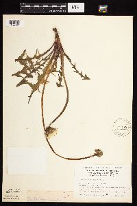 Taraxacum officinale image