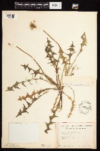 Taraxacum officinale image