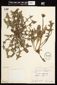 Taraxacum officinale image