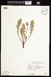 Taraxacum officinale image