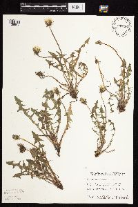 Taraxacum officinale image