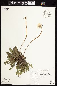 Taraxacum officinale image