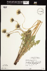 Taraxacum officinale image