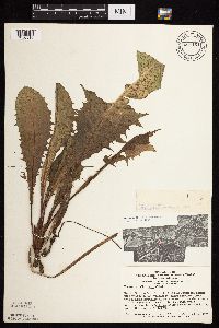 Taraxacum officinale image