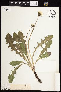 Taraxacum officinale image