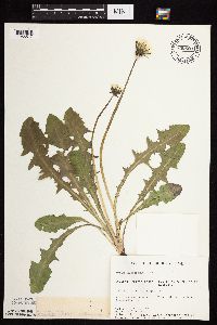 Taraxacum officinale image