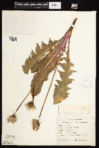 Taraxacum officinale image