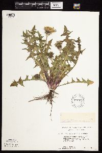 Taraxacum officinale image