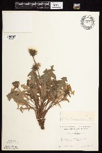 Taraxacum officinale image